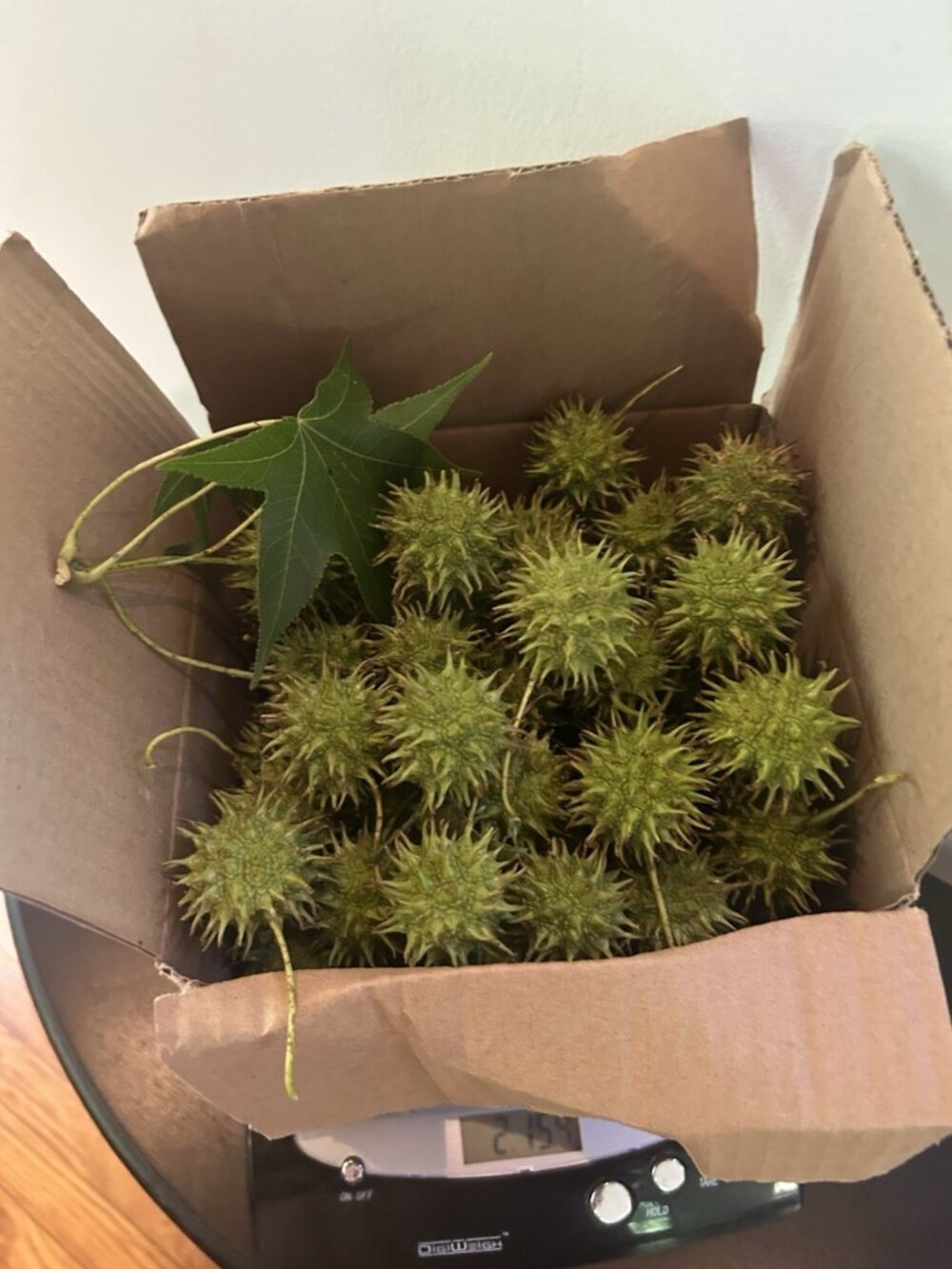 Over 130 4LB Green Sweet Gum Balls From Live tree Witches Burrs Crafts Aquarium - Picture 2 of 6